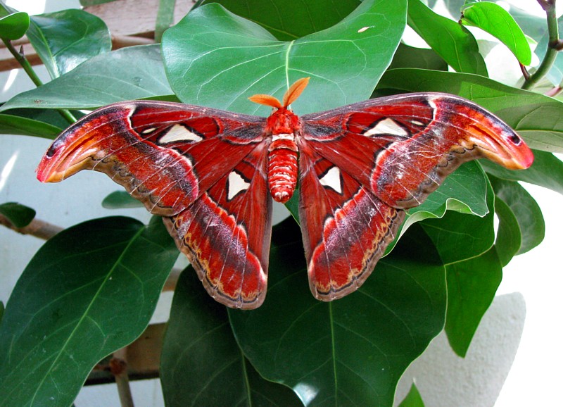 papillon de nuit