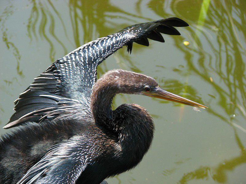 L'anhinga se schant