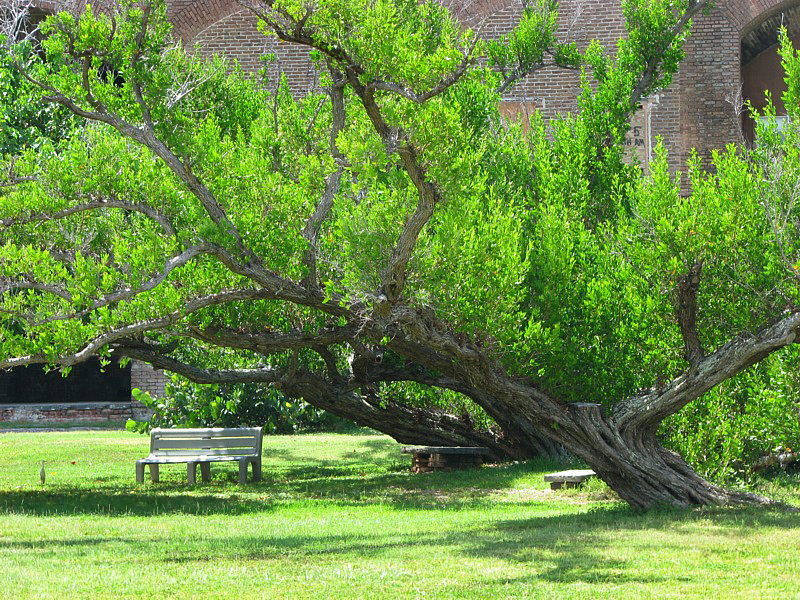 les arbres du fort