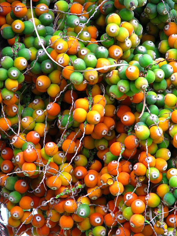 fruits jaune orange vert.