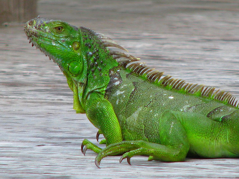 Iguane vert en libert