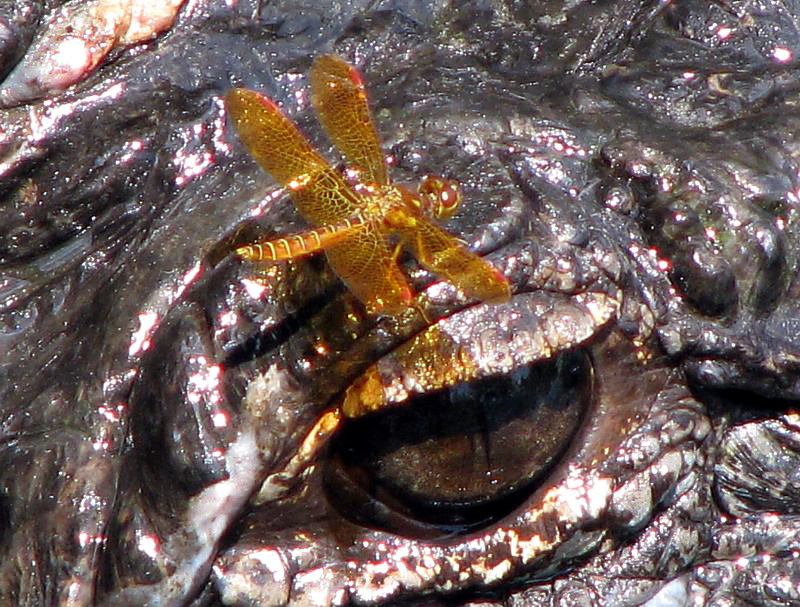 GATORLAND  ORLANDO