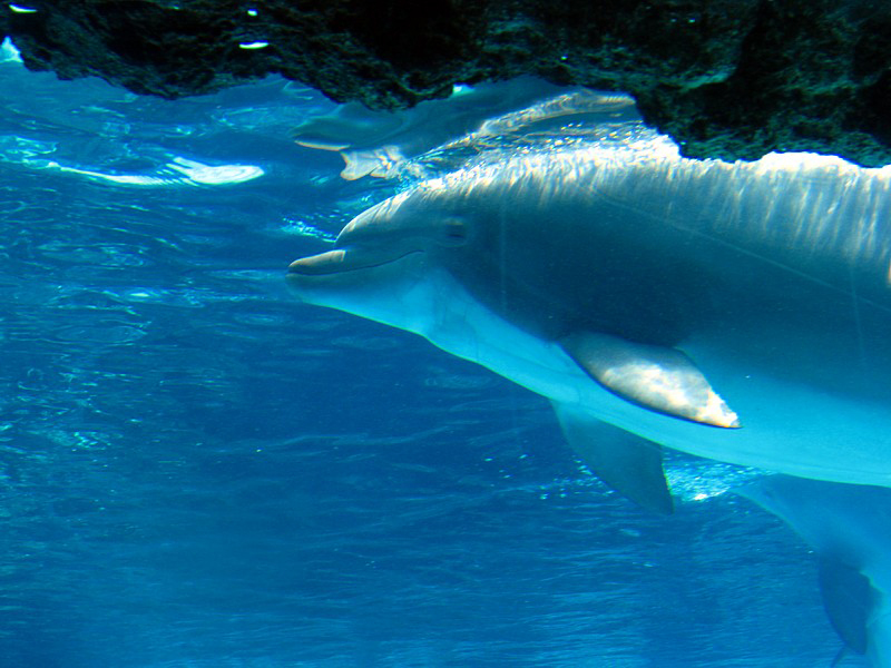 dauphin sous la surface