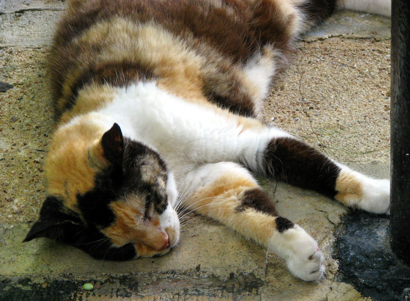 chatte d'Espagne