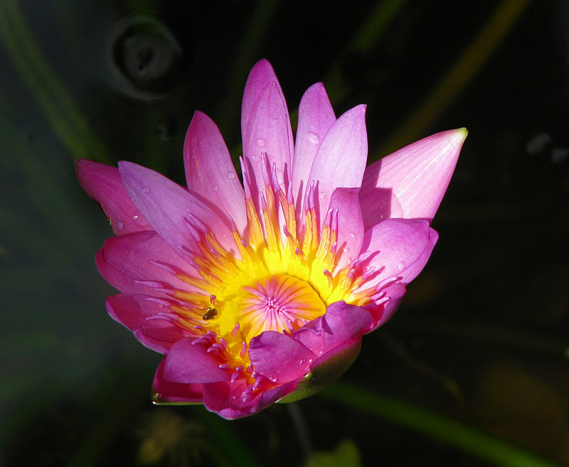 fleur de nnuphar
