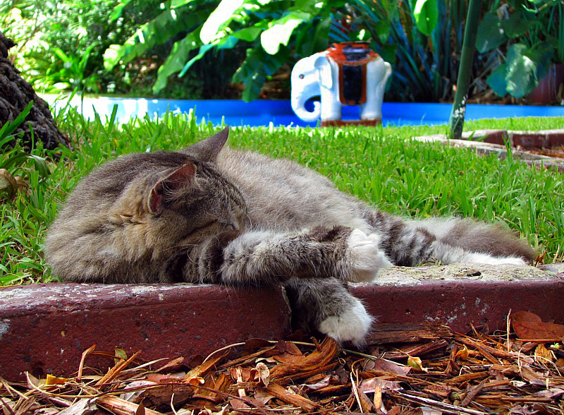 le chat de la piscine