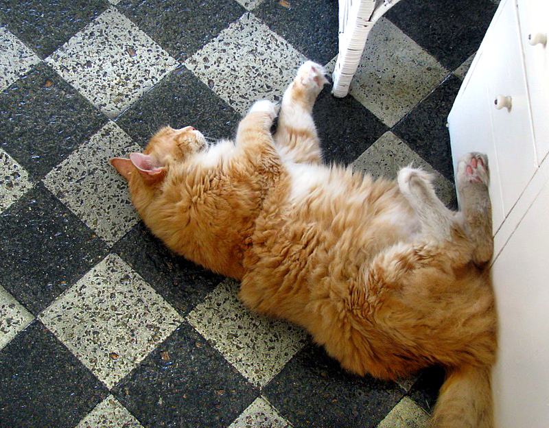 l'un des 58 chats de la maison