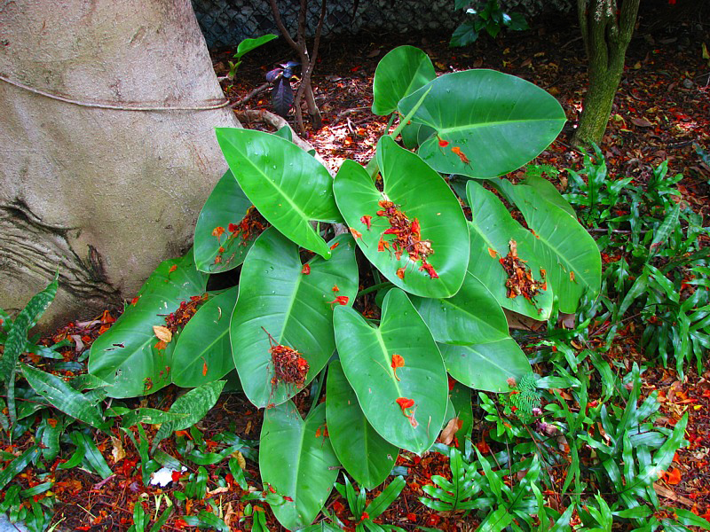plante du jardin