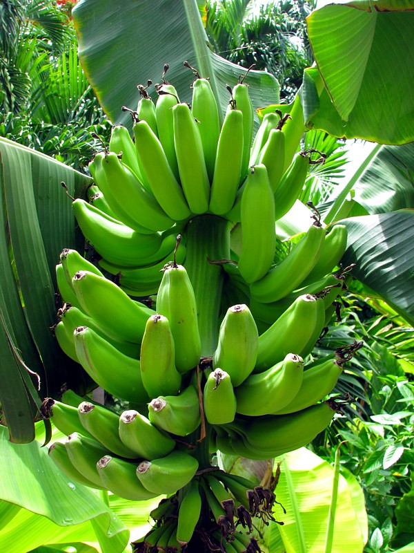 rgime de bananes