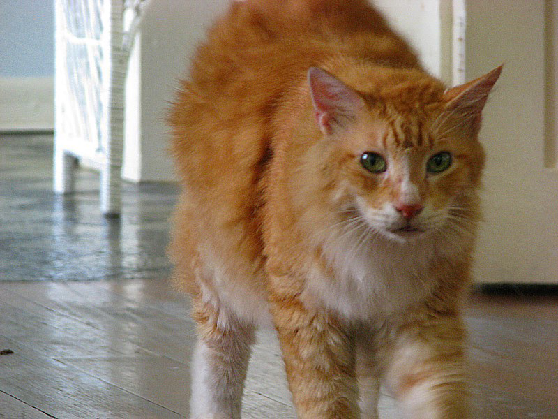 le regard du chat
