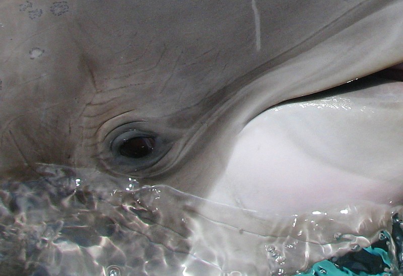 l'oeil du dauphin