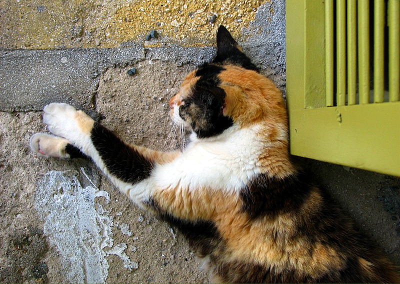 le chat de la galerie