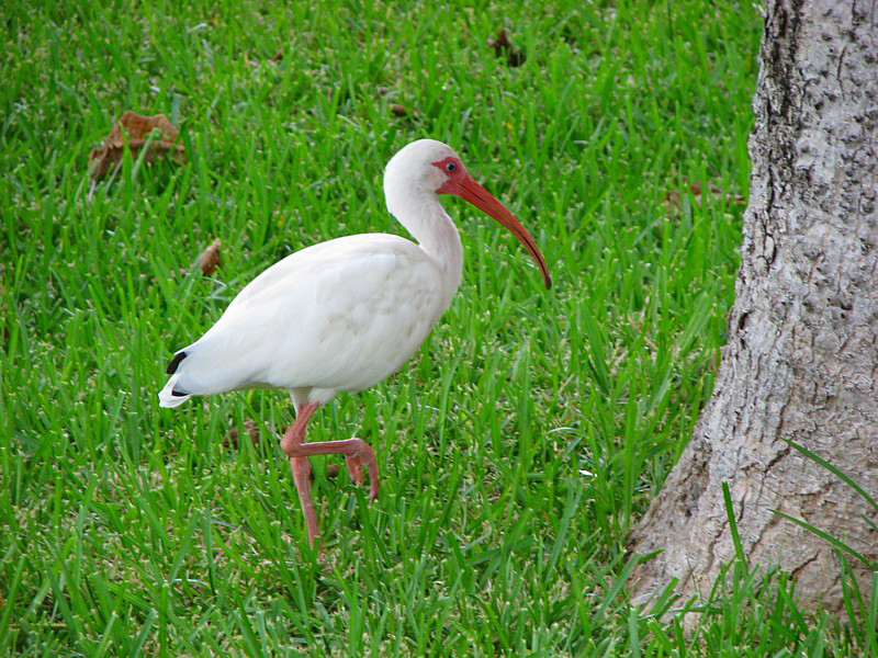 ibis blanc