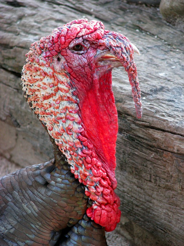 wild turkey