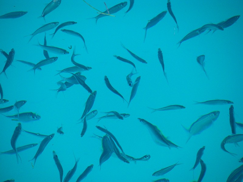 la claret de l'eau et les petits poissons