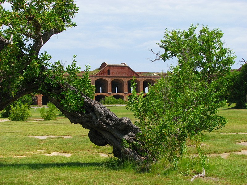 l'arbre pench