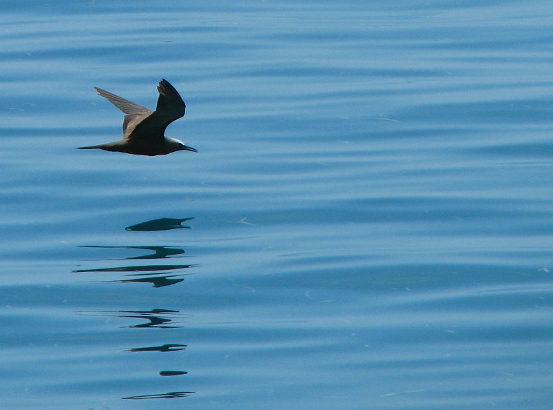 le reflet de la mouette