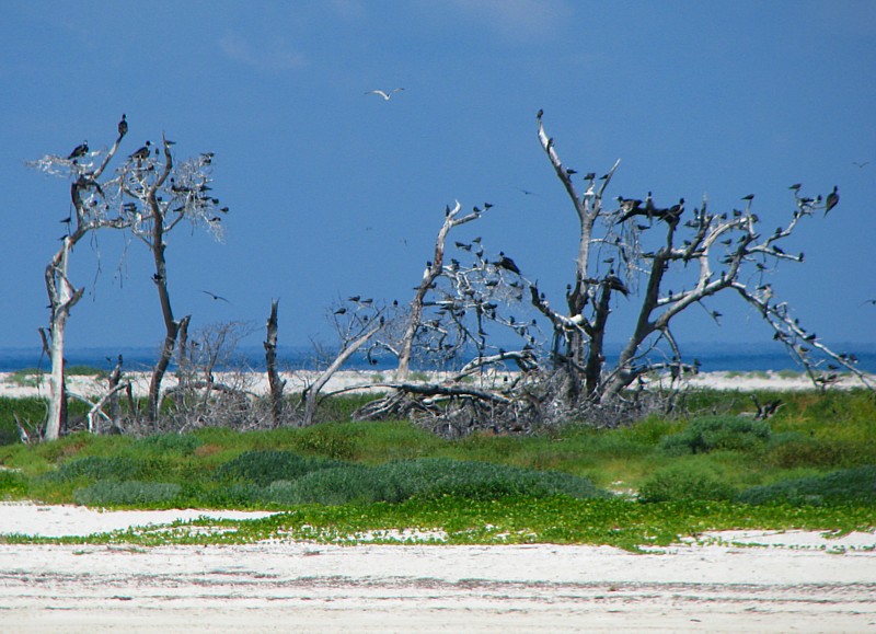 les oiseaux du sanctuaire