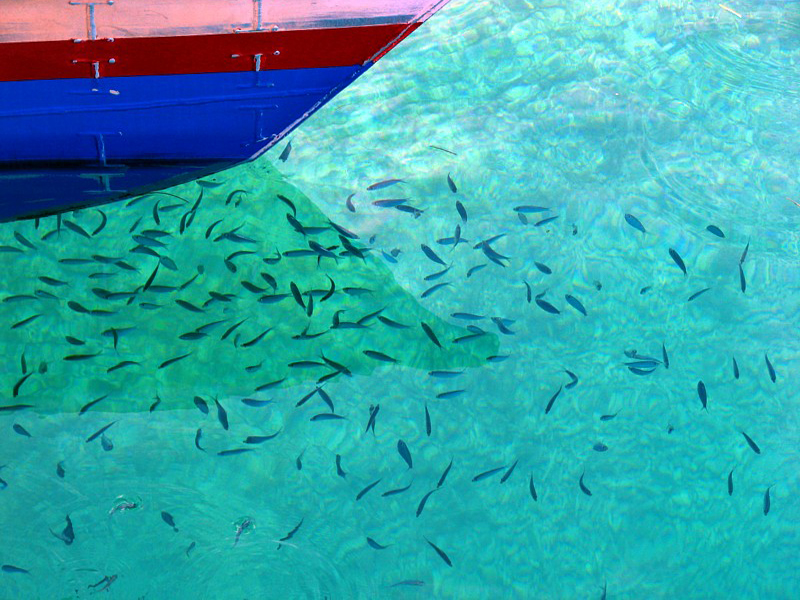 les p'tits poissons sous'l bateau
