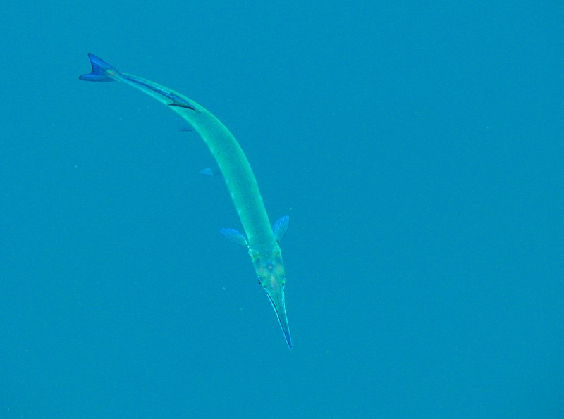 poisson volant