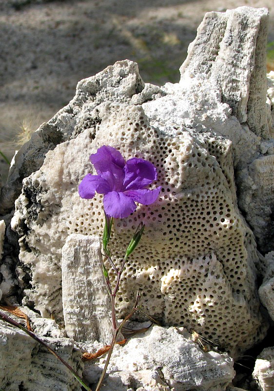 fleur violette sur corail