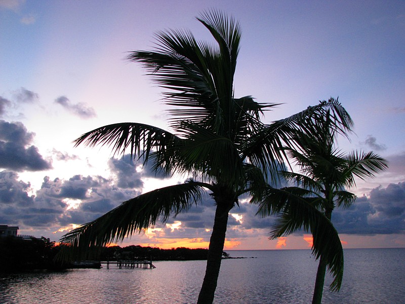 le palmier du matin