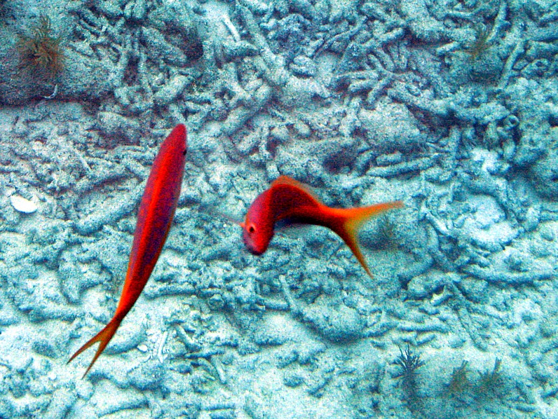 poissons rouges sur fond de corail