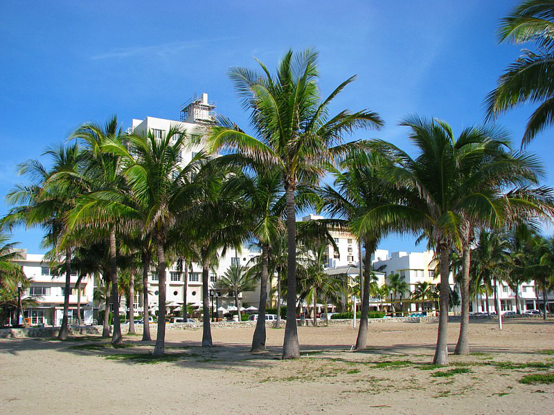 les palmiers de Ocean drive