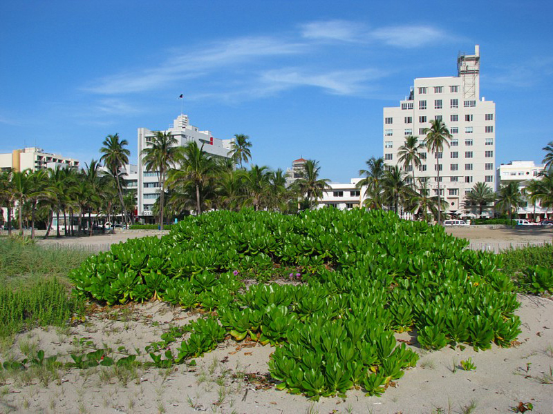 vers Ocean drive