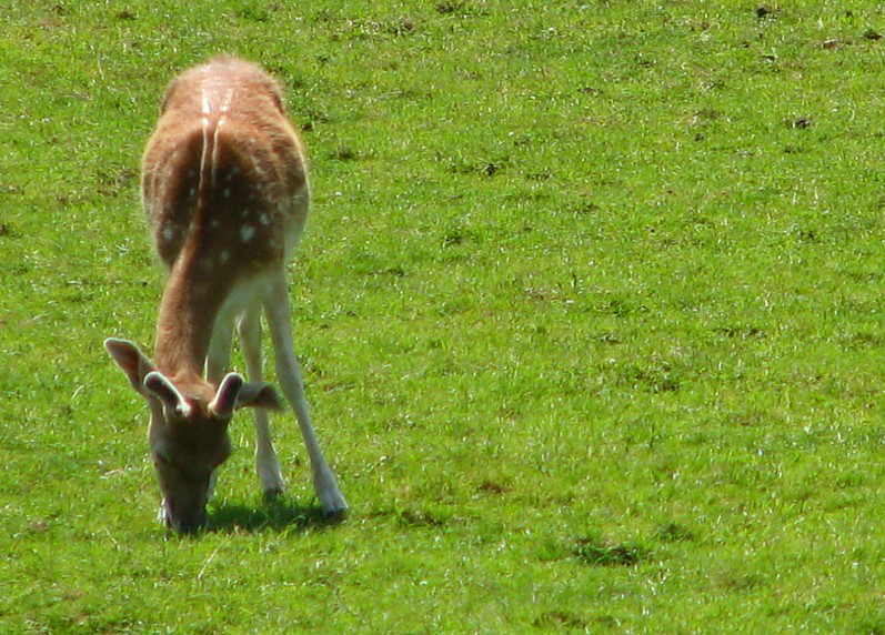 la biche paisible