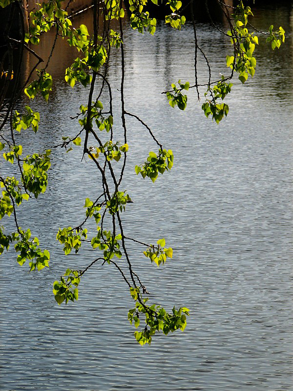 branches tombantes