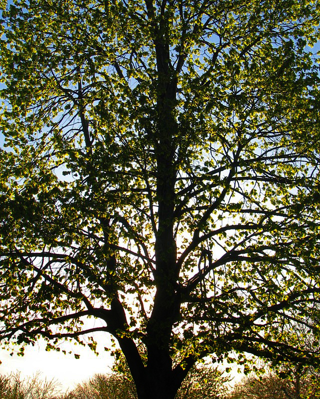 bourgeonnement  contre-jour