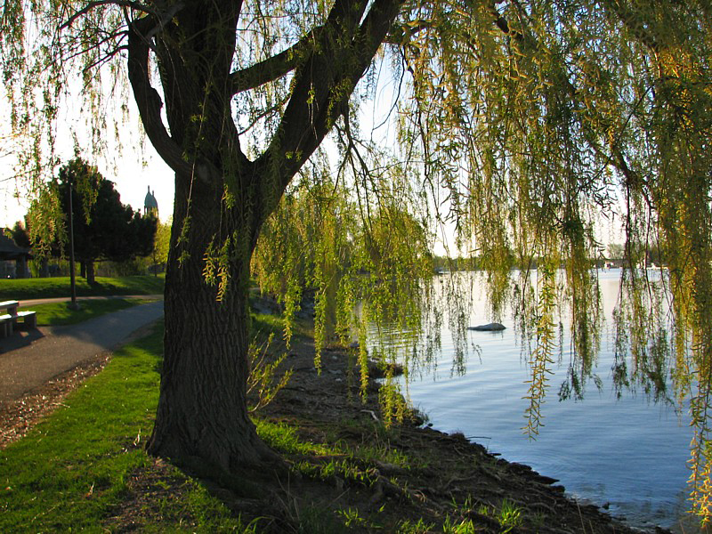 Les clochers et le saule