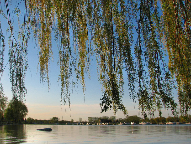 Rideau de feuille