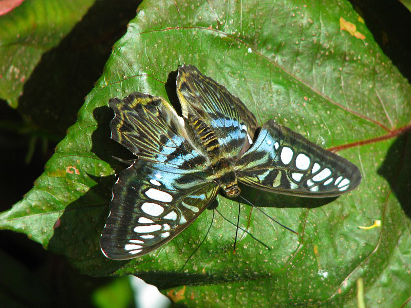 bleu ciel sur les ailes