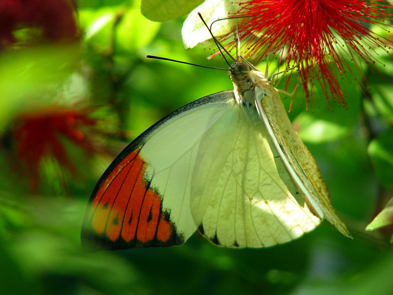 papillon butinant