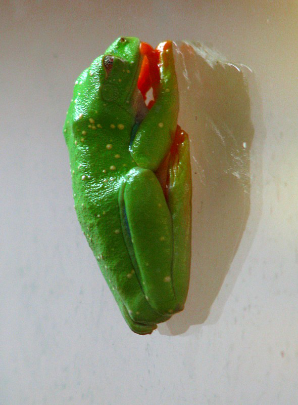 grenouille miniature