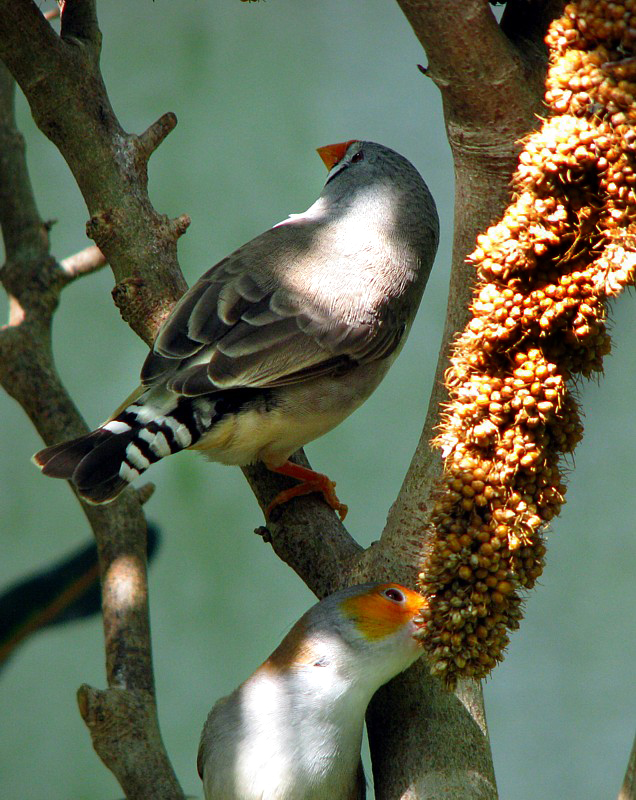 les oiseaux et les graines
