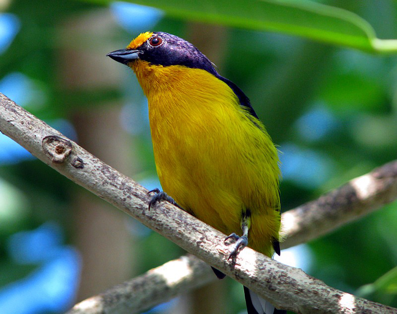 oiseau jaune