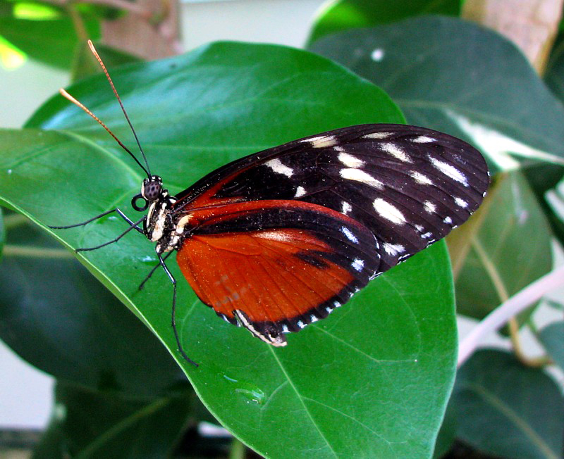papillon  orange et noir