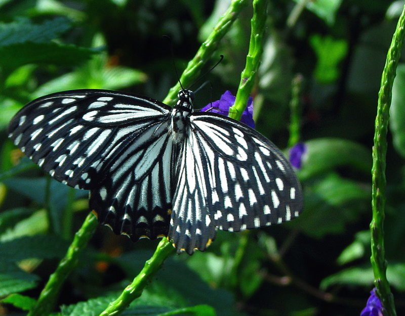 papillon chiquier