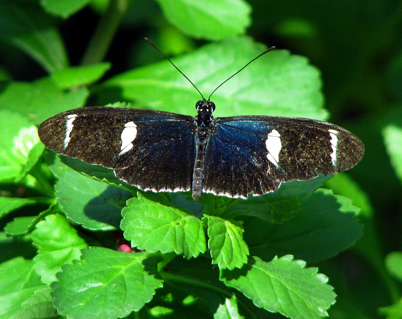papillon noir et blanc