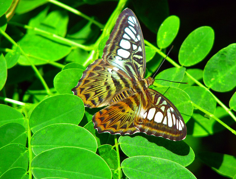 papillon multicolor