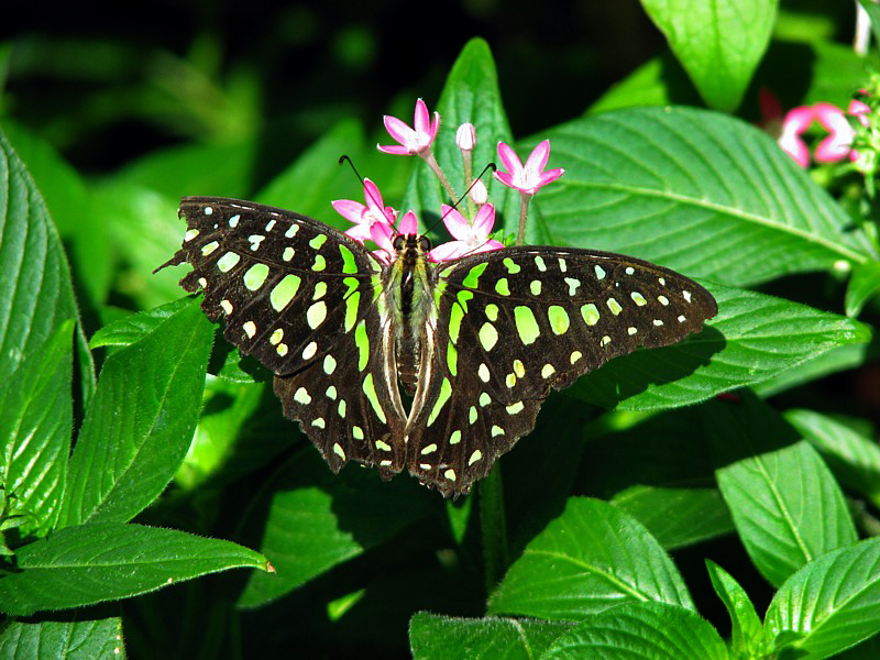 papillon  l'aile brise