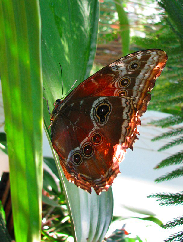 papillon  multiples yeux