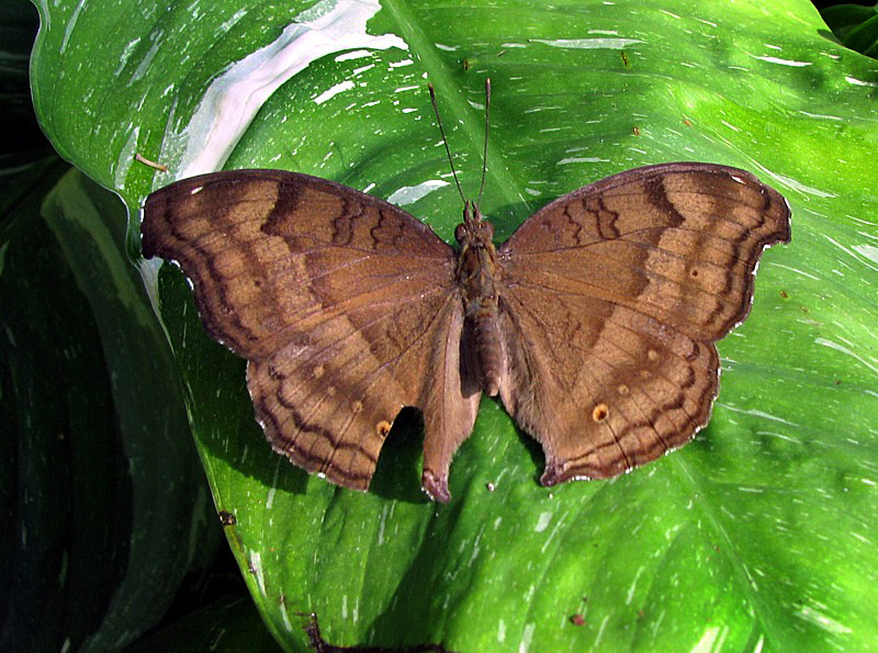papillon brun
