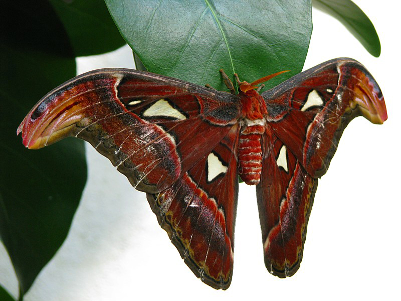 papillon de nuit sur fond blanc