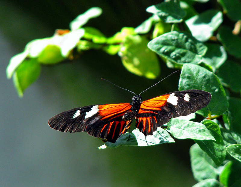 un autre papillon