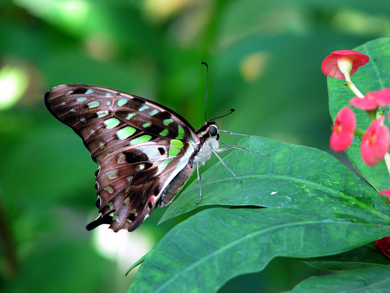 le papillon aux taches vertes