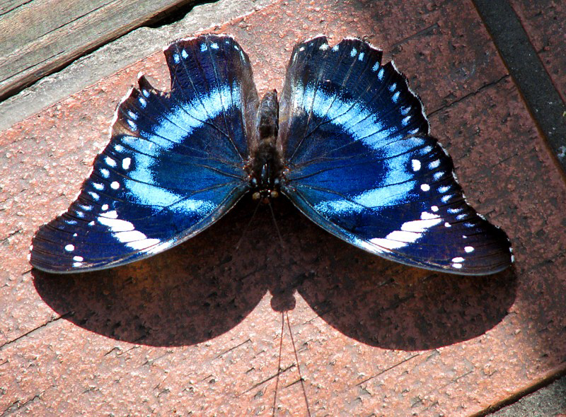 papillon bleu sur brique
